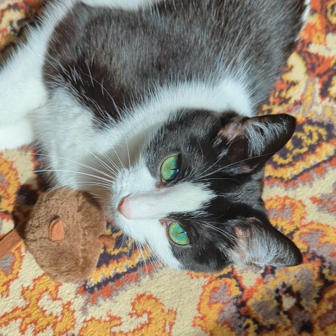 Lizzy's Kitty Care Lakeview
