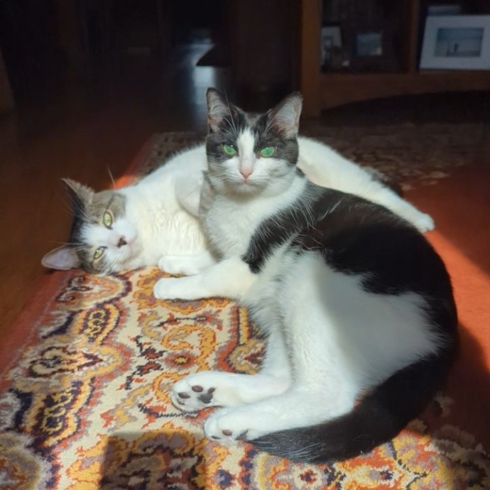 Lizzy's Kitty Care Lakeview