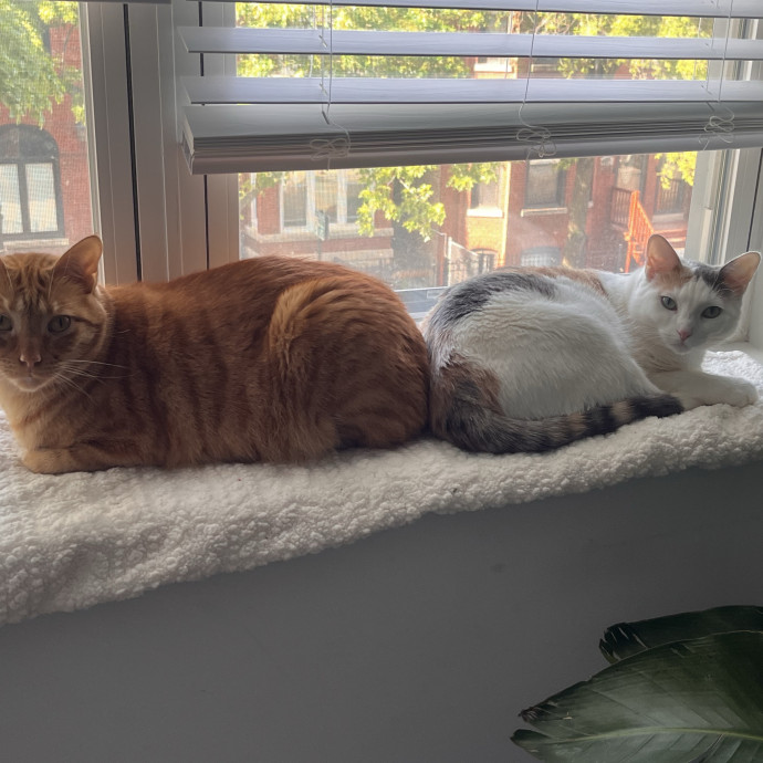 The Cat Sitter I'd Hire For My Own Cats photo 3
