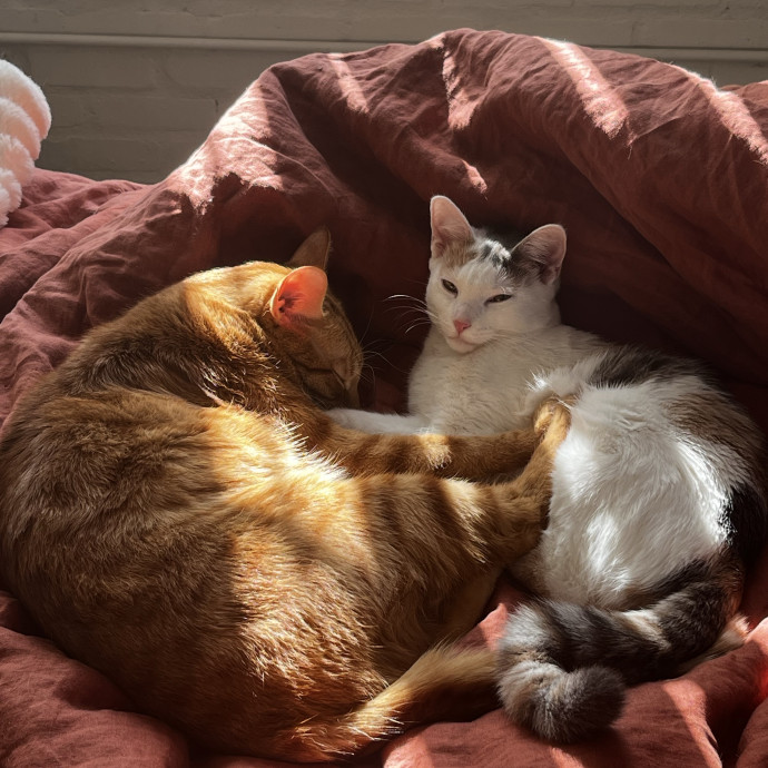 The Cat Sitter I'd Hire For My Own Cats photo 2