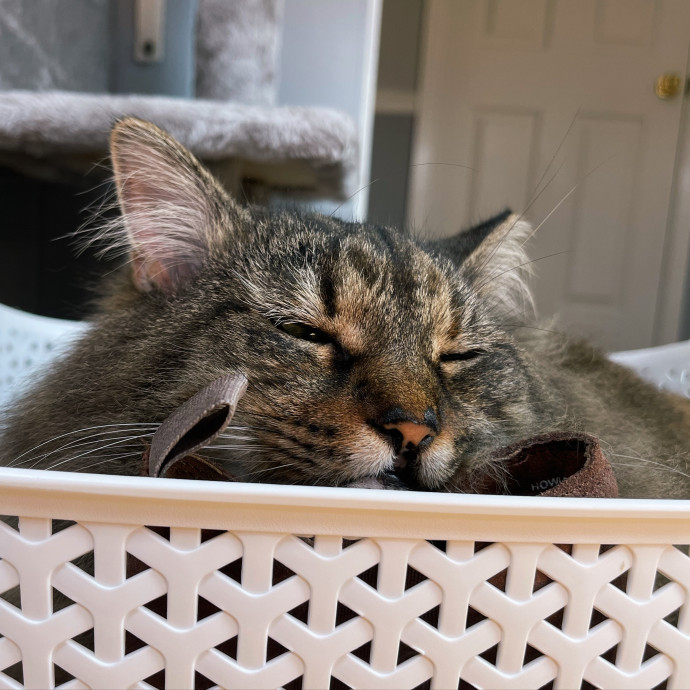 Kissies For Your Hissies