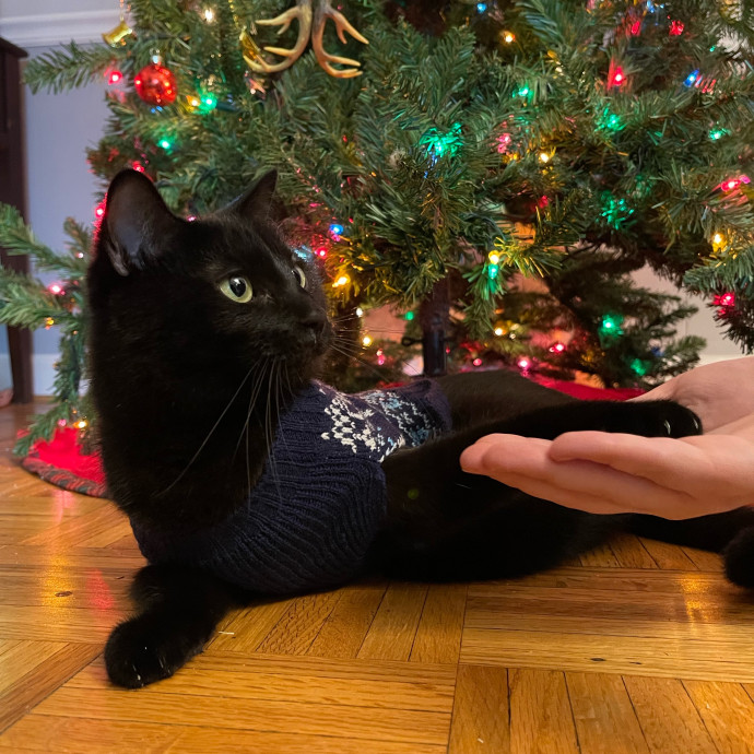 Kissies For Your Hissies