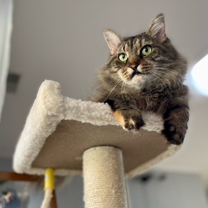 Kissies For Your Hissies