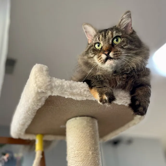 Kissies For Your Hissies