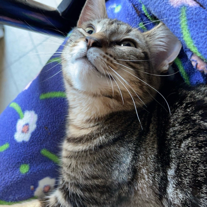 Kissies For Your Hissies