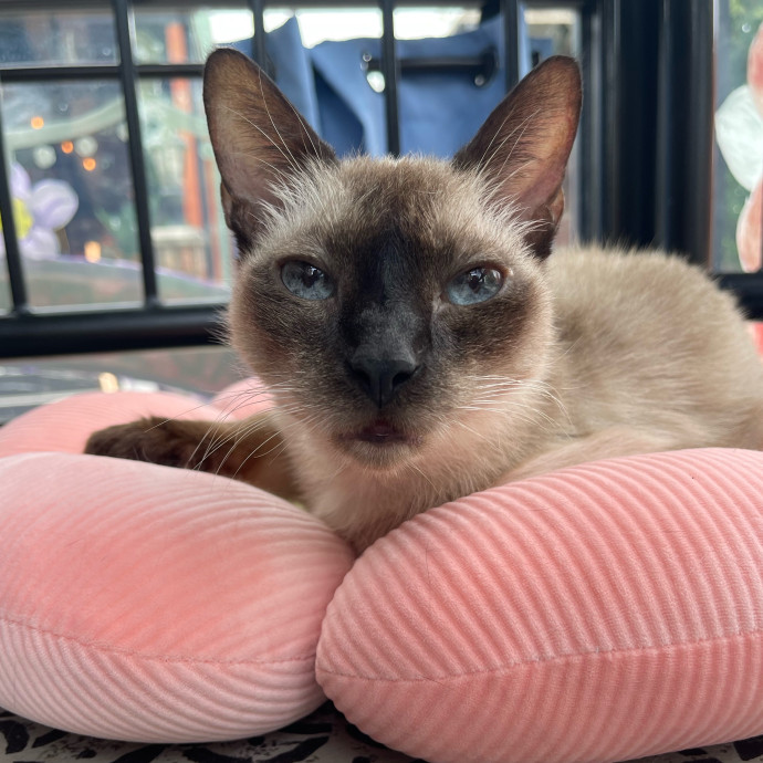 Kissies For Your Hissies