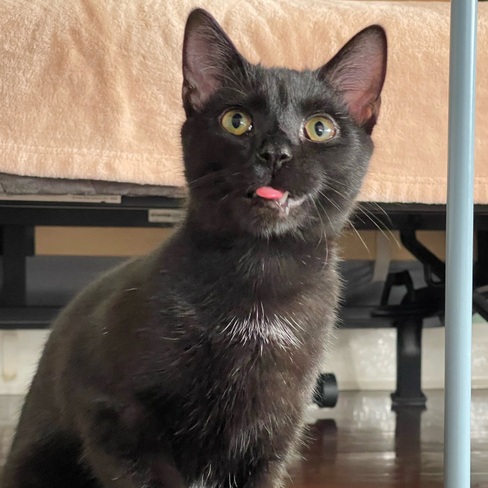 Kissies For Your Hissies
