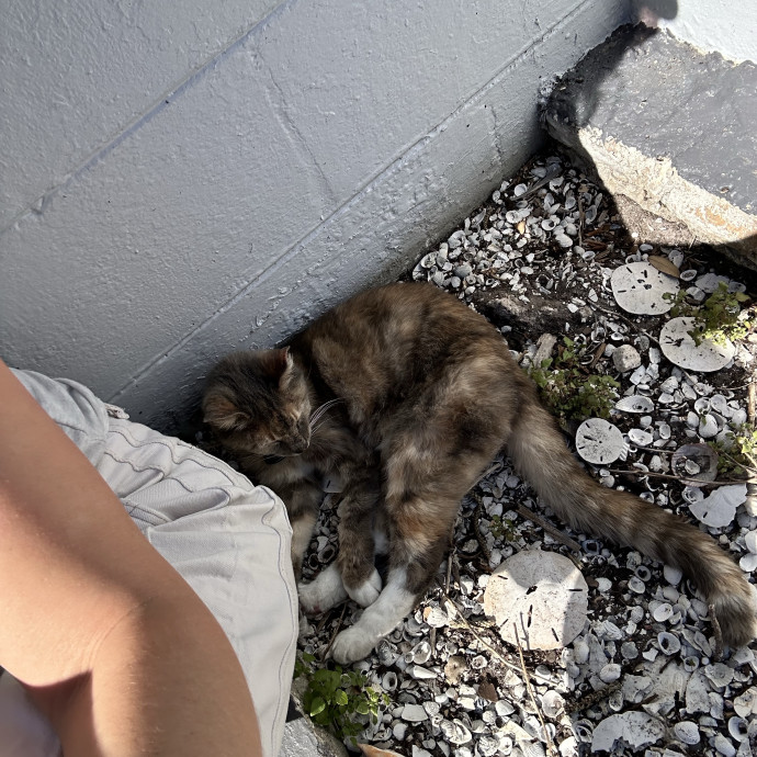 Peyton's Pets Paradise