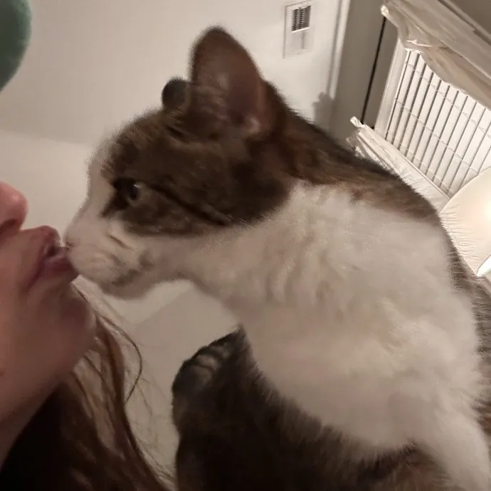 Loving Cat Sitter  Remote Dietitian