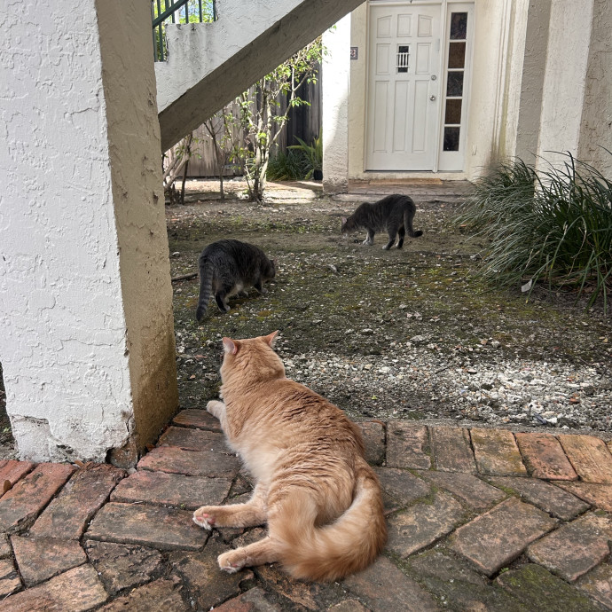 Peyton's Pets Paradise