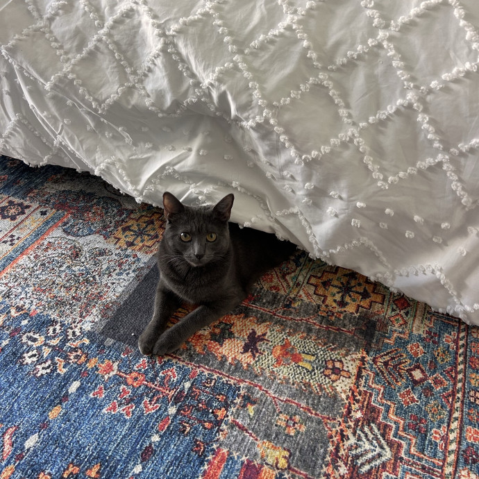 Peyton's Pets Paradise photo 3