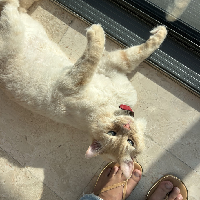 Peyton's Pets Paradise photo 2