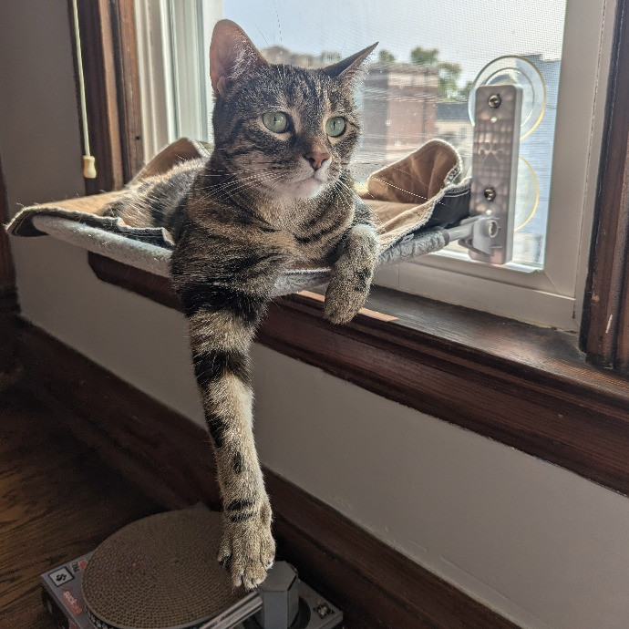 A Total Cat Purrson