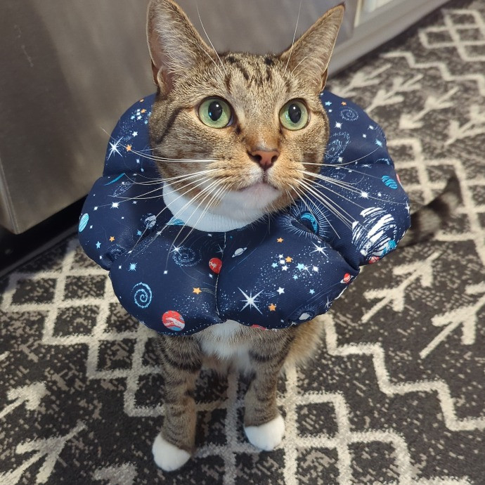 A Total Cat Purrson