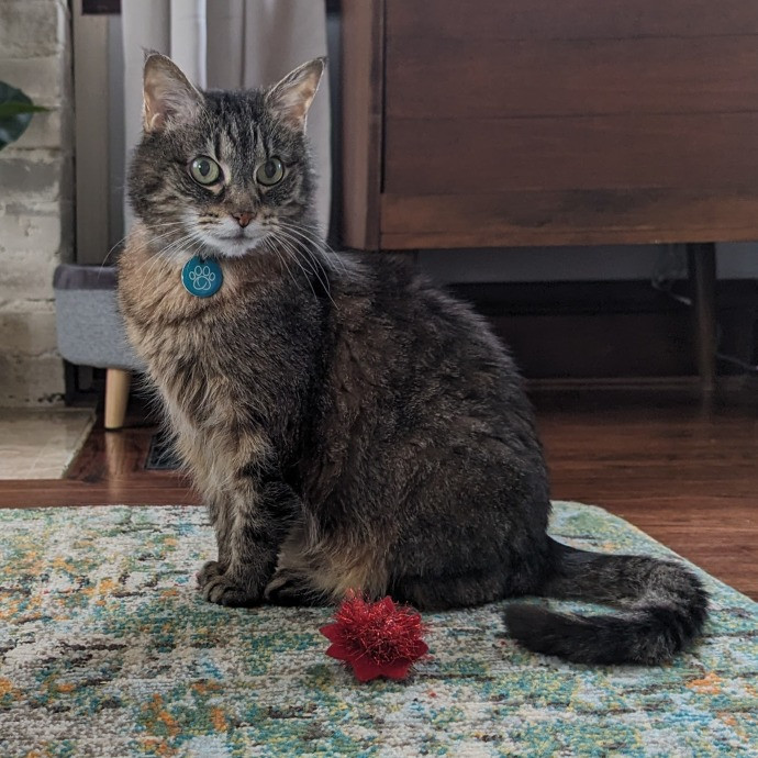 A Total Cat Purrson photo 3