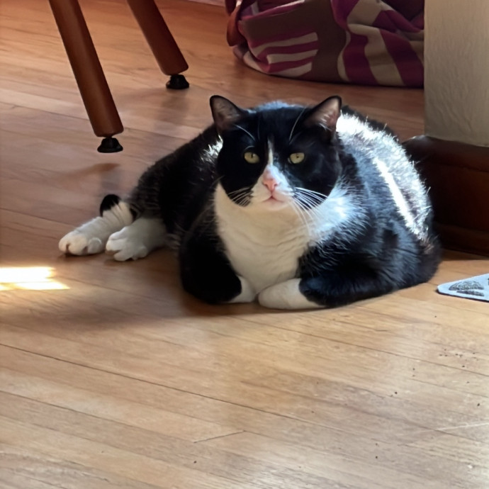 Tailored Tlc For Every Kitty