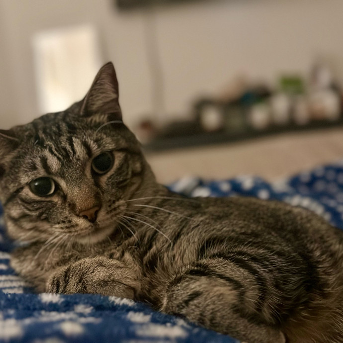 Gerardo's Pet Sitting Dfw
