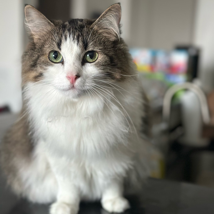 Gerardo's Pet Sitting Dfw