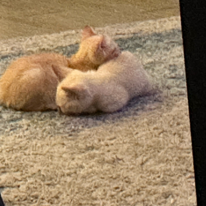 Gerardo's Pet Sitting Dfw photo 3