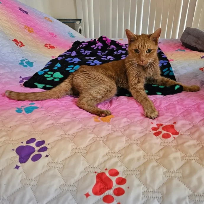 Holly's Lil Feets Cat Sitting