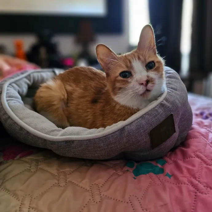 Holly's Lil Feets Cat Sitting