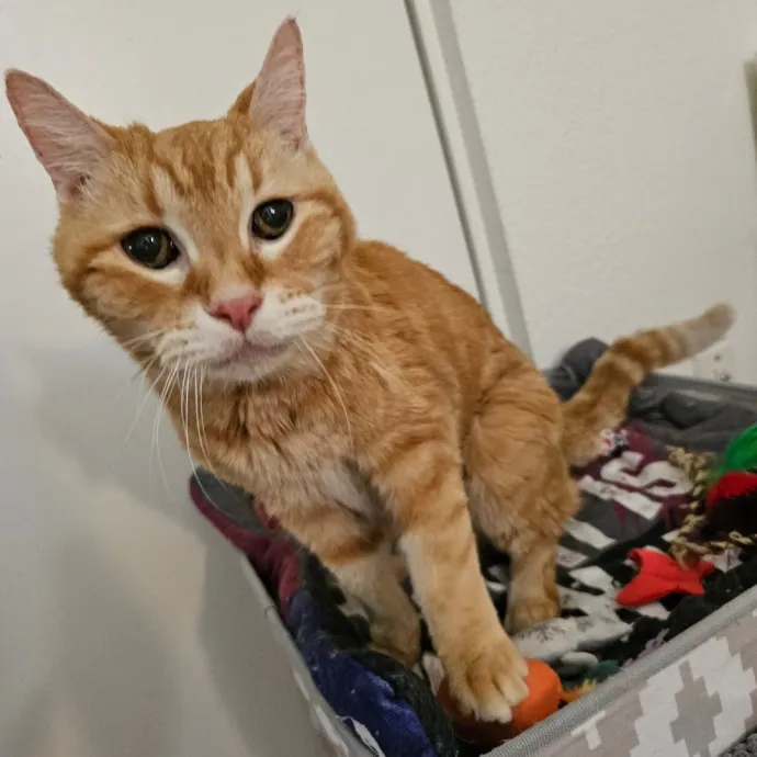 Holly's Lil Feets Cat Sitting