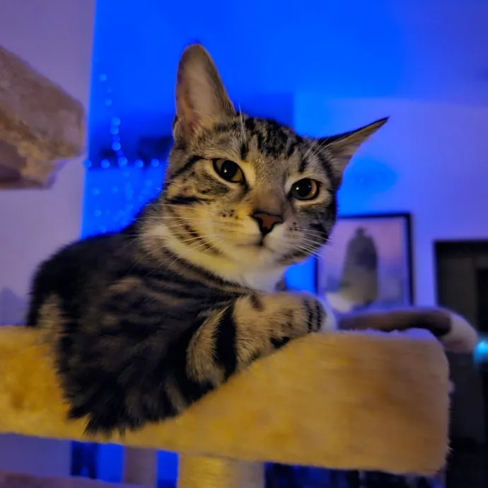 Holly's Lil Feets Cat Sitting