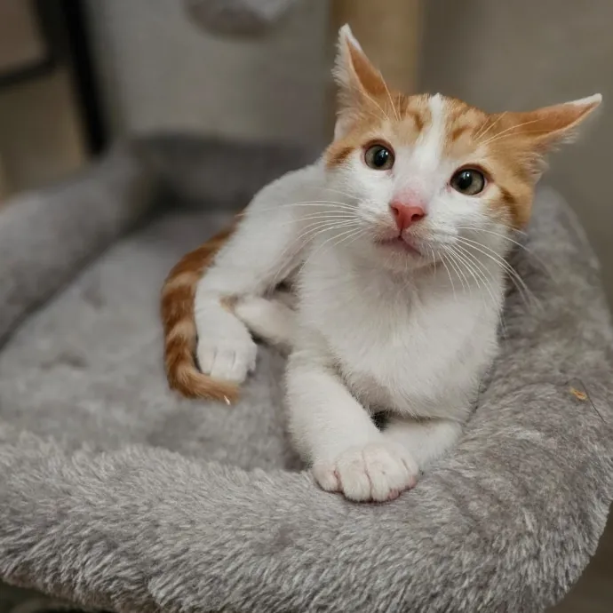 Holly's Lil Feets Cat Sitting