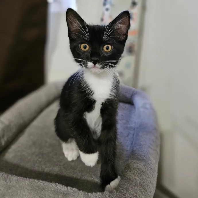 Holly's Lil Feets Cat Sitting
