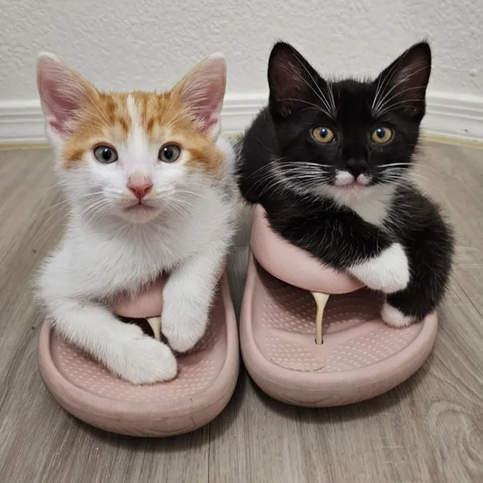 Holly's Lil Feets Cat Sitting