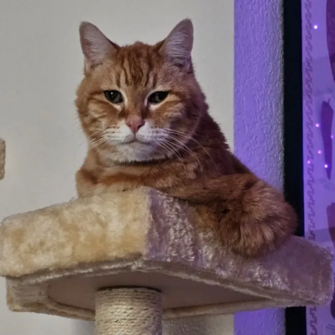 Holly's Lil Feets Cat Sitting