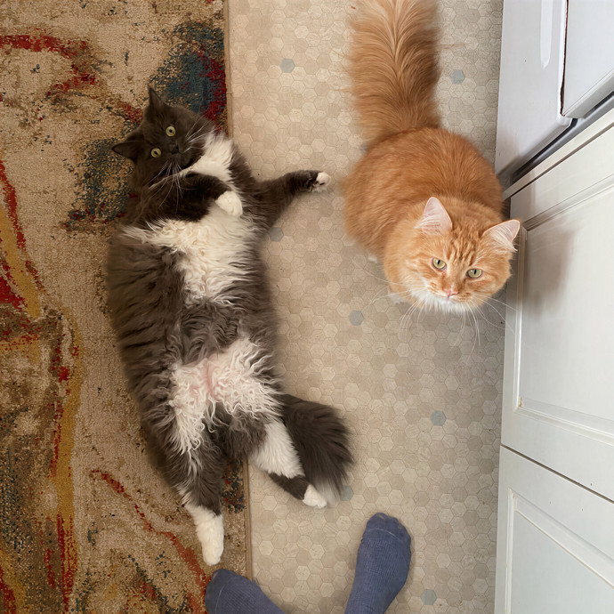 Mindful Purrfessional Care By Meg