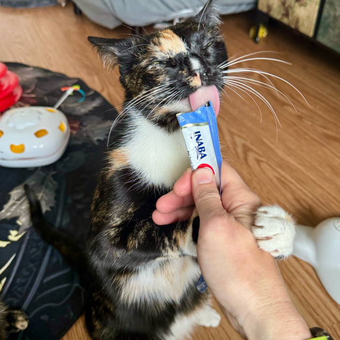 Mindful Purrfessional Care By Meg