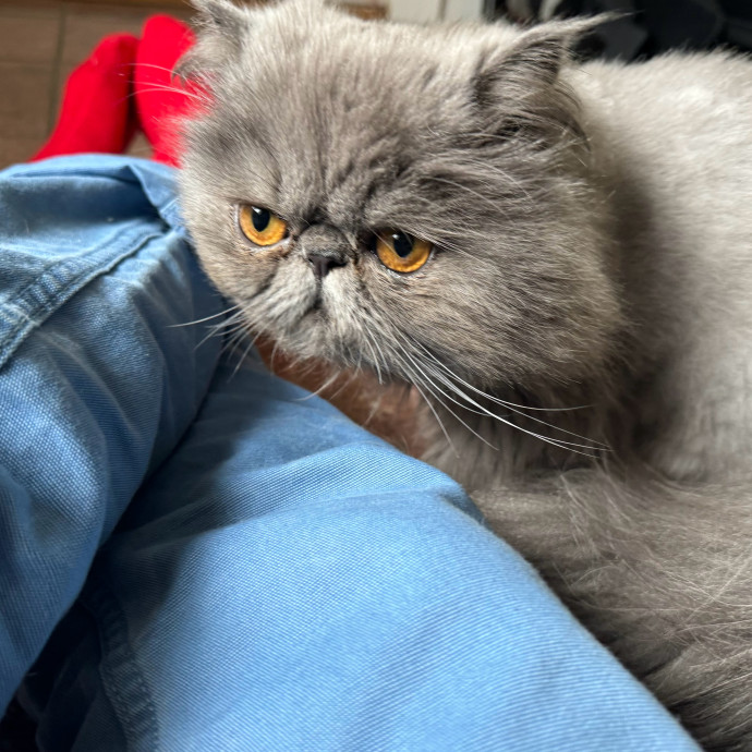 Mindful Purrfessional Care By Meg