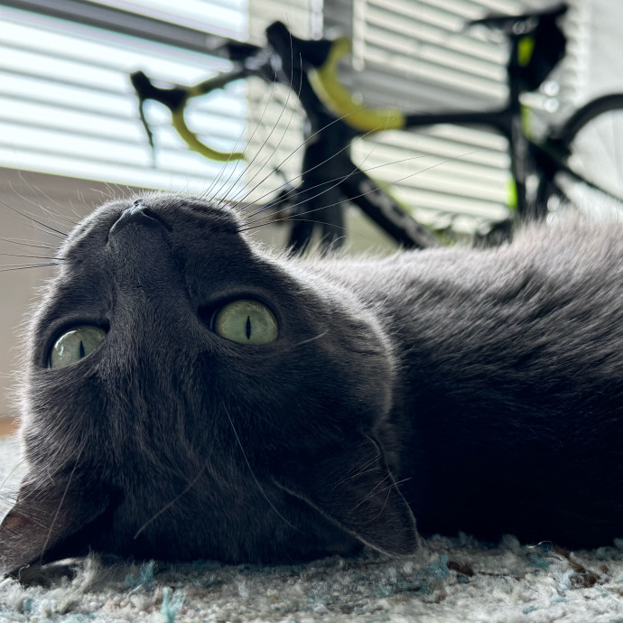 Mindful Purrfessional Care By Meg