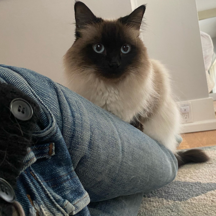 Mindful Purrfessional Care By Meg