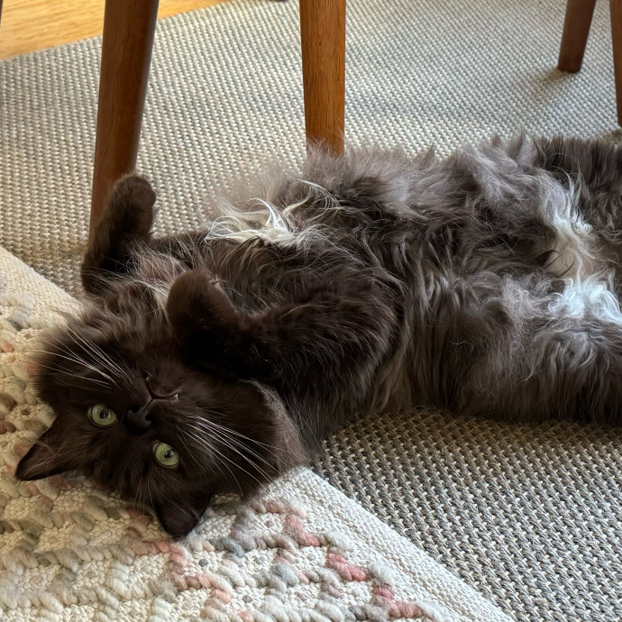 Mindful Purrfessional Care By Meg