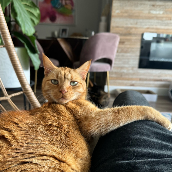 Mindful Purrfessional Care By Meg