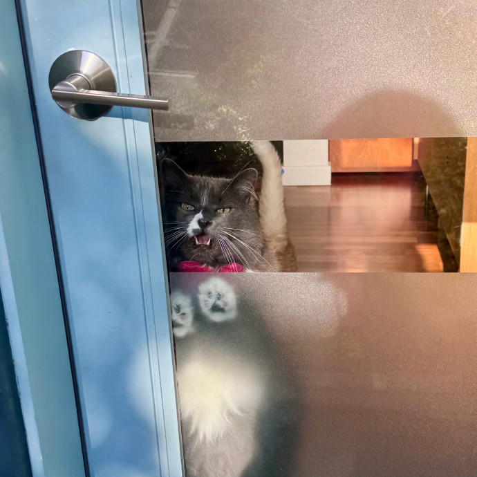 Mindful Purrfessional Care By Meg