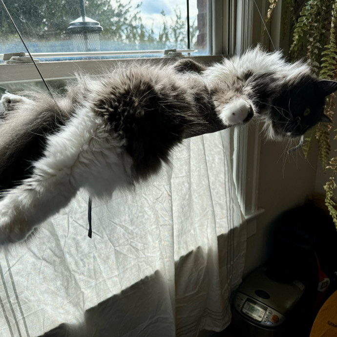 Mindful Purrfessional Care By Meg