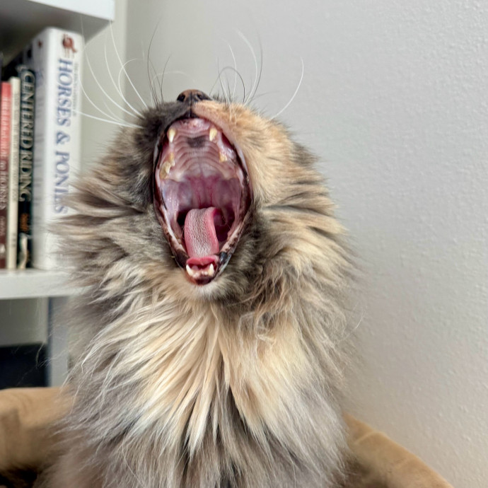 Mindful Purrfessional Care By Meg