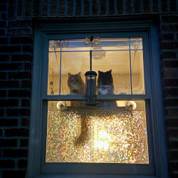 Photo #5
