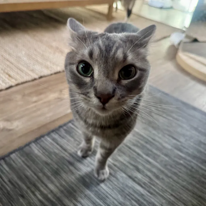 Mindful Purrfessional Care By Meg