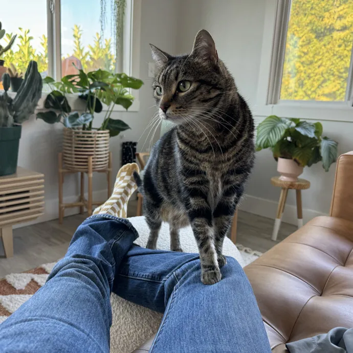 Mindful Purrfessional Care By Meg