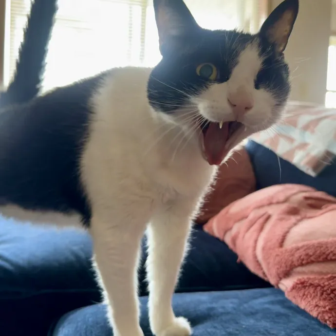 Mindful Purrfessional Care By Meg