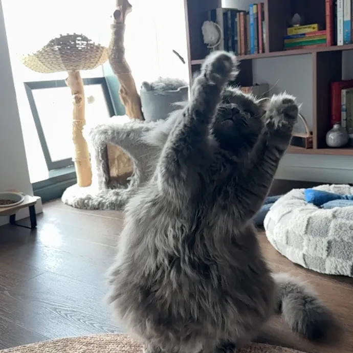 Mindful Purrfessional Care By Meg