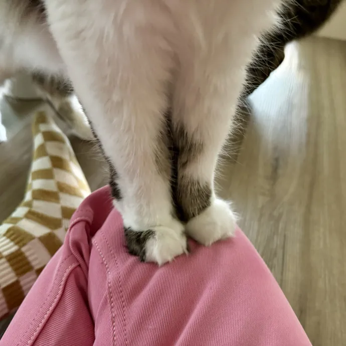 Mindful Purrfessional Care By Meg