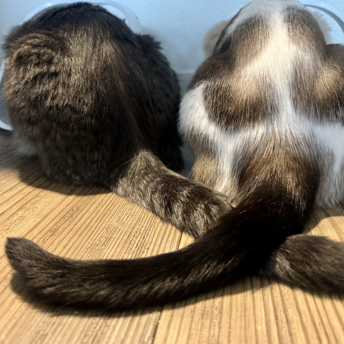 Mindful Purrfessional Care By Meg