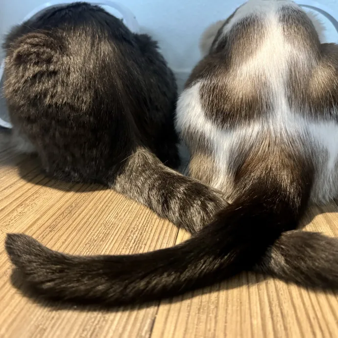 Mindful Purrfessional Care By Meg