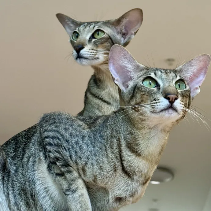 Mindful Purrfessional Care By Meg